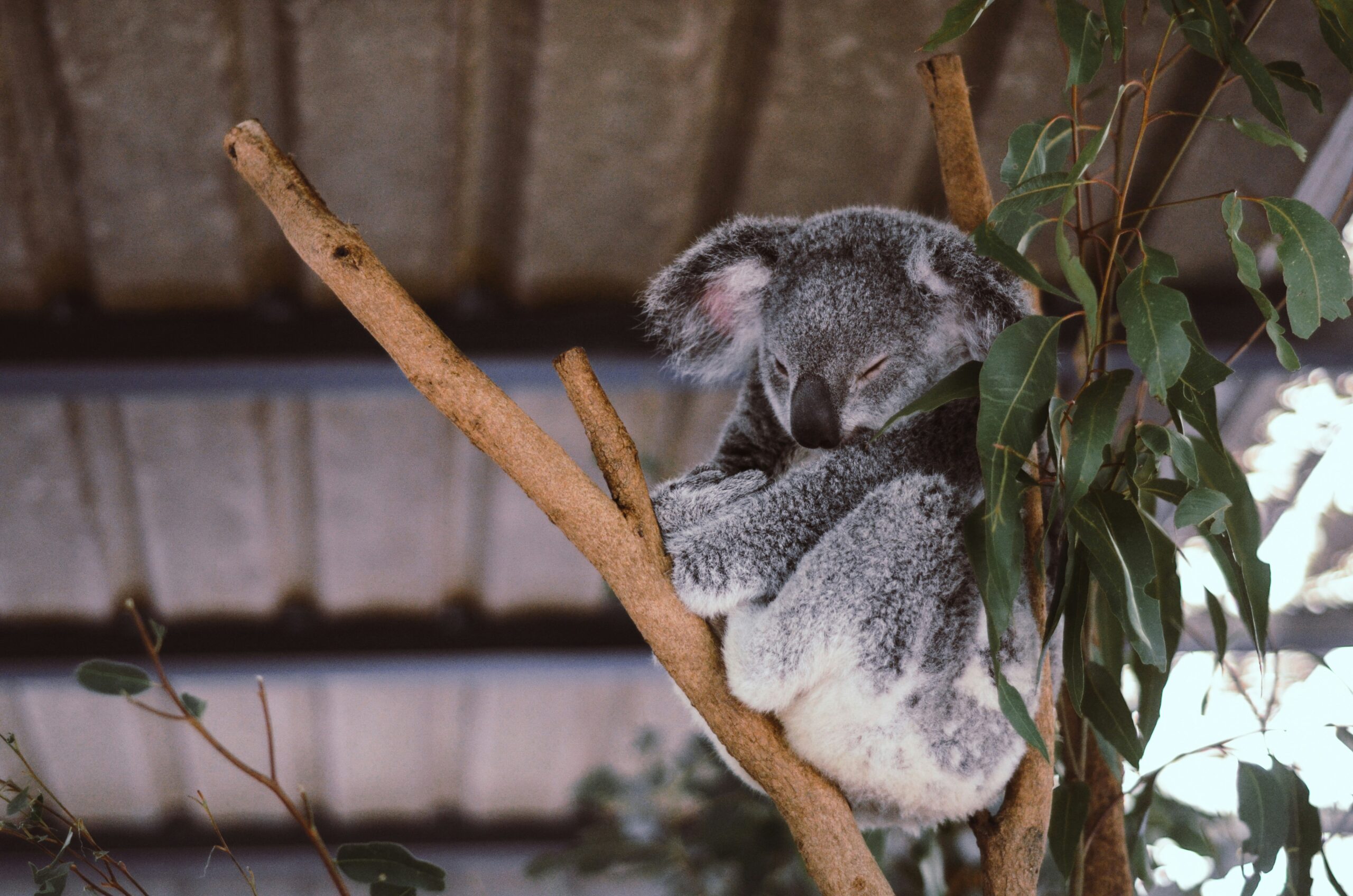 孤松樹無尾熊保護區（Lone Pine Koala Sanctuary）是世界上最大的無尾熊保護區