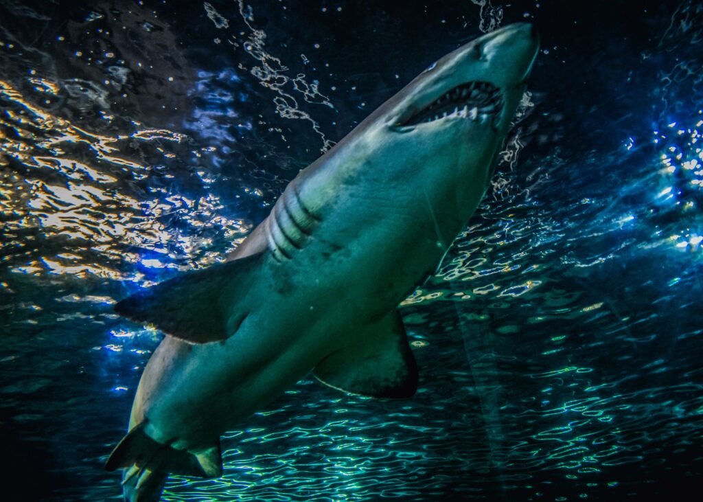 SEA LIFE Sydney Aquarium