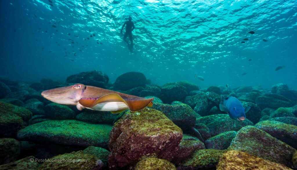 Cabbage Tree Bay is a "no-take" zone, meaning all forms of fishing, collecting, and harming marine life are strictly prohibited. 