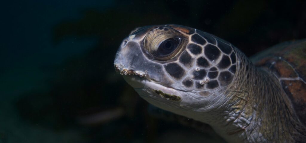 Whether exploring the underwater world or enjoying a peaceful coastal walk, Cabbage Tree Bay Aquatic Reserve promises an immersive experience with nature while promoting conservation and environmental awareness.